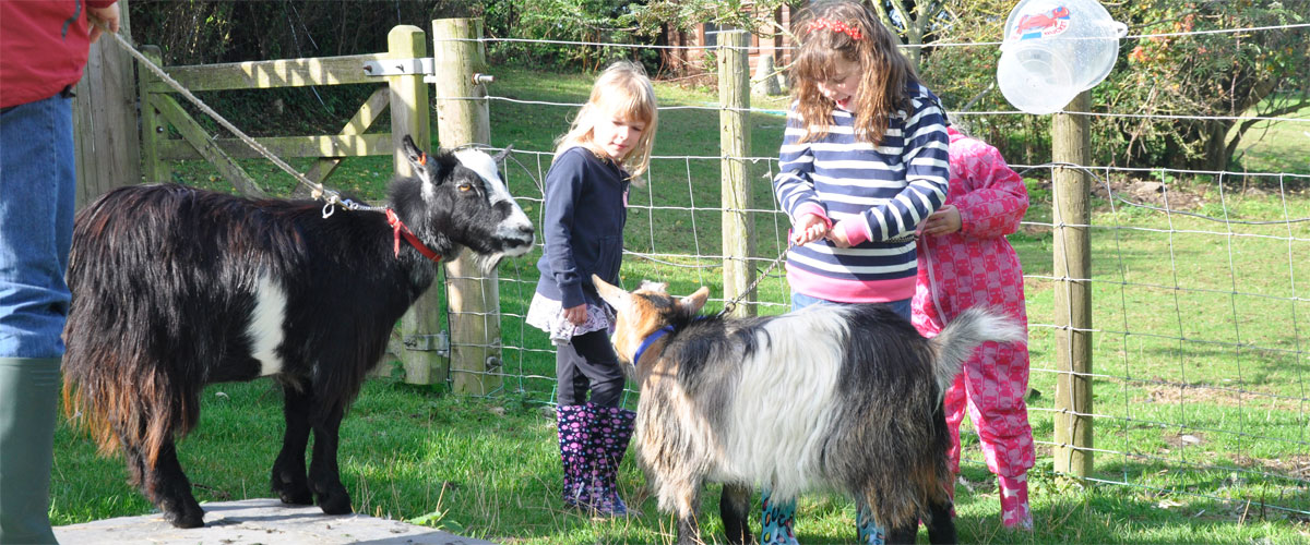 We have a pigmy goats too - Badger...