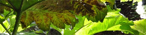 Carwinion gardens in Cornwall - Gunnera giant rhubarb