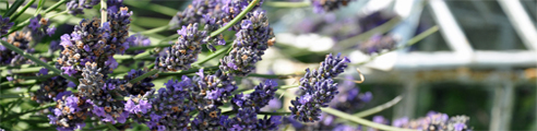 Lavender at The Lost Gardens of Heligan