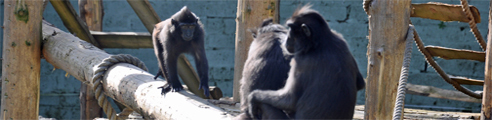 Monkeys playing at Newquay zoo