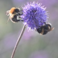 bees-MKB_9443.jpg