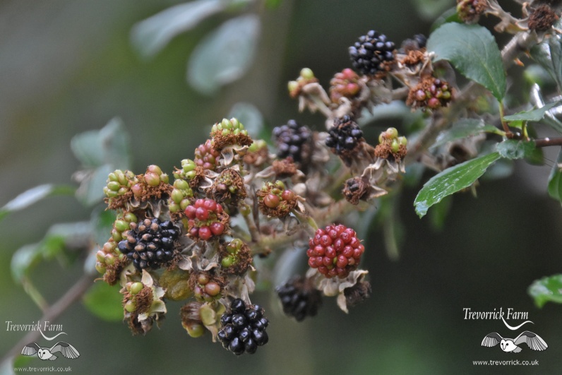 blackberries-MKB_9281.jpg