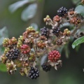 blackberries-MKB_9281.jpg
