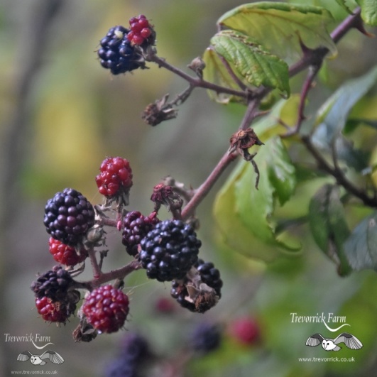 blackberries-MKB_9282.jpg
