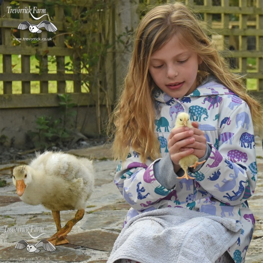Small farm animal experience - farm holiday cottages, Padstow, Cornwall