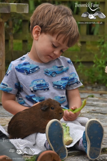 Guinea pig handling and petting on a farmstay, Padstow, Cornwall