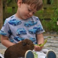 Guinea pig handling and petting on a farmstay, Padstow, Cornwall