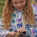 Small farm animal experience - farm holiday cottages, Padstow, Cornwall