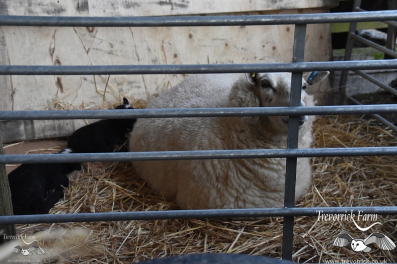 01-Mummy-sheep-and-twins-804_8857.jpg