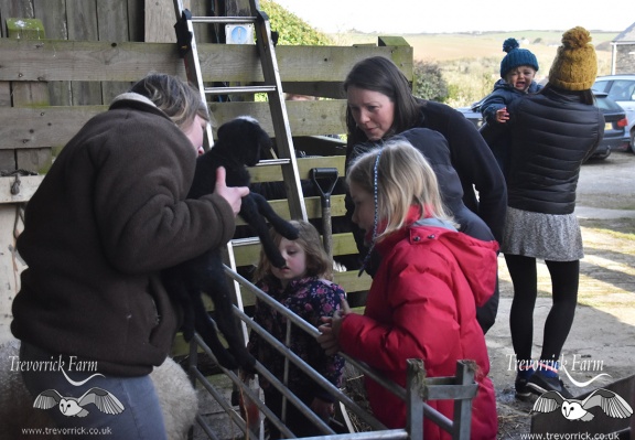 Twin newborn lamb petting and cuddles, Farm stay experience