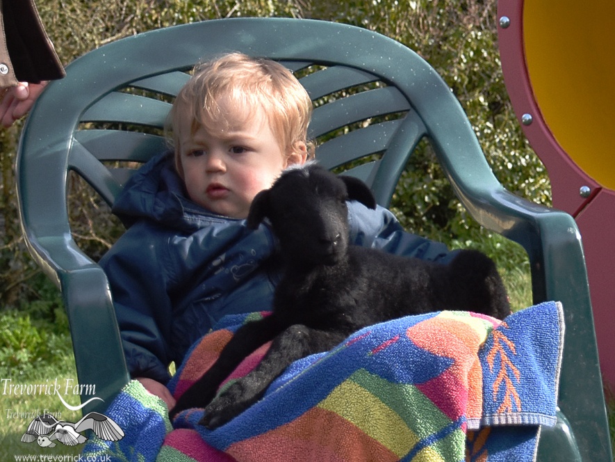 Twin newborn lamb petting and cuddles, Farm stay experience