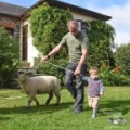 Sheep on a rope - Farmstay holiday experience, Padstow, Cornwall