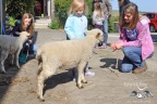 lambs DSC0178