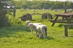 lambs DSC0189