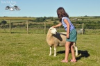 lambs DSC3109