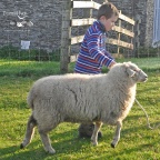 lambs DSC6295