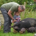 Feeding the piglets on a Farmstay holiday experience, Padstow, Cornwall