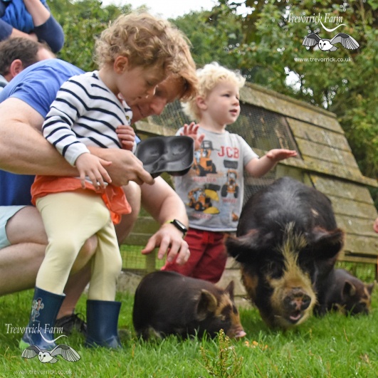 Feeding the piglets on a Farmstay holiday experience, Padstow, Cornwall