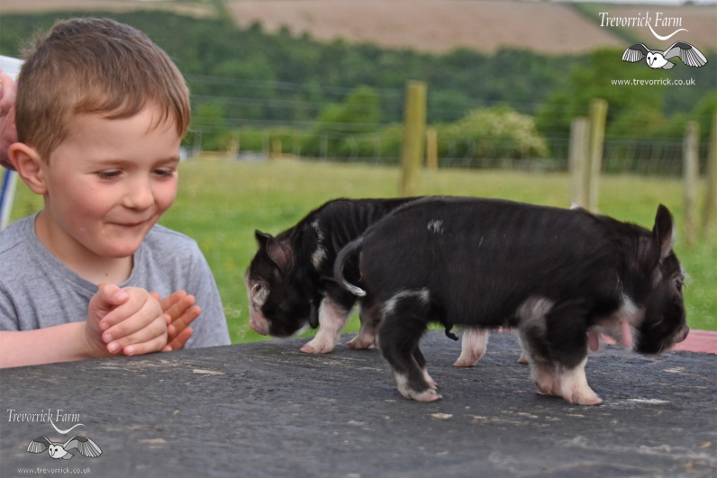 Our guests getting close to our Kune Kune piglets at 2 days old