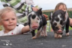 Our guests getting close to our Kune Kune piglets at 2 days old