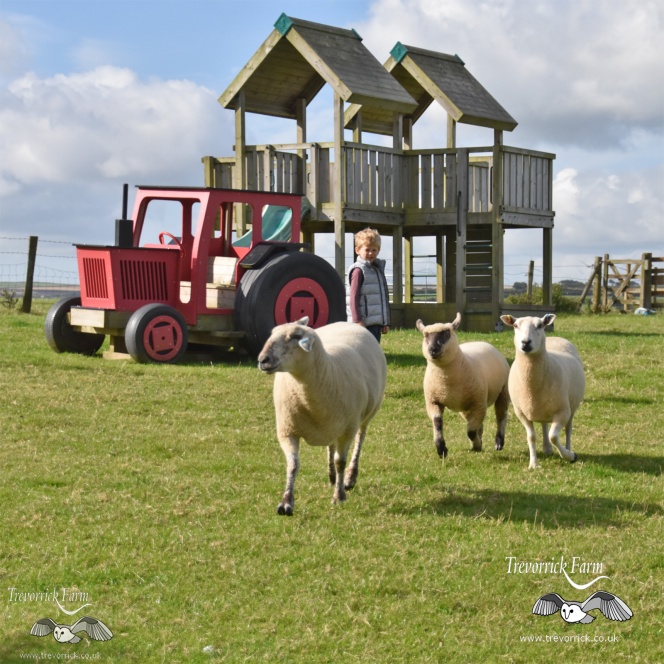 Farmstay holiday experience, Padstow, Cornwall