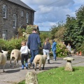 Farmstay holiday experience, Padstow, Cornwall