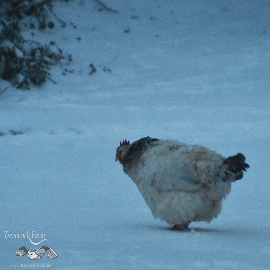 light-sussex-hen-in-snow.jpg