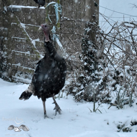 turkey-in-snow1.jpg
