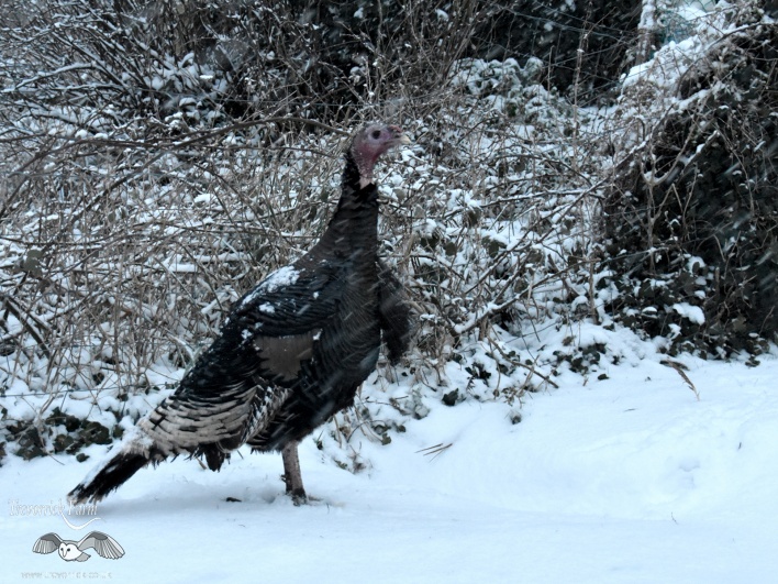 turkey-in-snow2.jpg