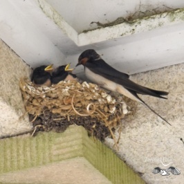 Swallows feeding young brood
