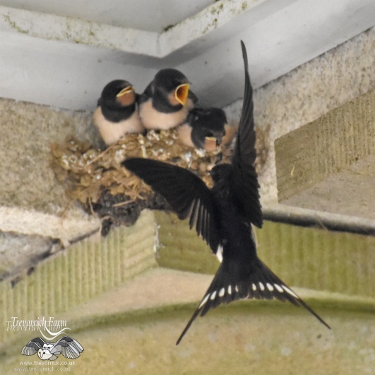 swallows-feeding-DSC_7767.jpg