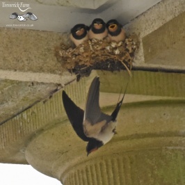 Swallows feeding young brood