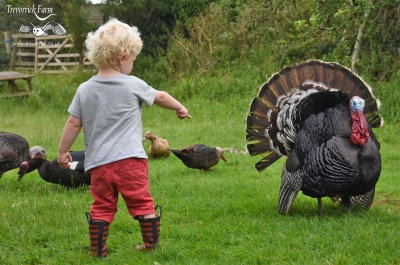 Turkey hens and strutting stags on a farmstay holiday