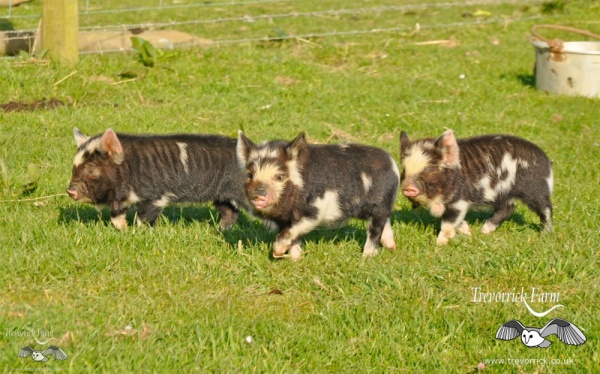 pigs DSC9026