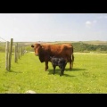 Dexter cow and calf at foot