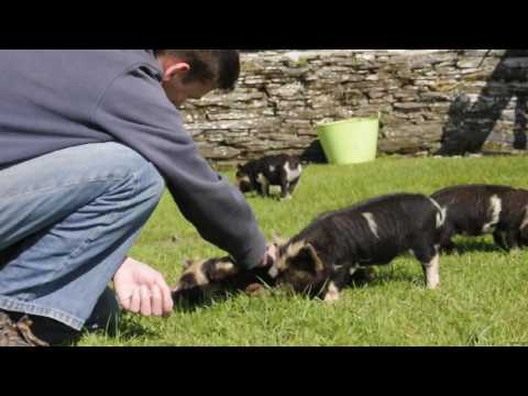 Kune kune piglet having a tummy rub - Holiday Cotatges, Padstow, Cornwall
