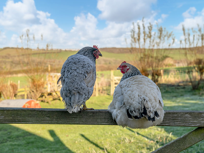 farmstay holiday cottage garden hens