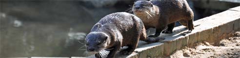Newquay Zoo - Otters playing